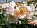 Historische Rose 'Penelope' - Rosa 'Penelope'