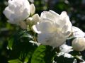 Gef�llter Gartenjasmin / Pfeifenstrauch 'Schneesturm' - Philadelphus 'Schneesturm'