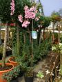 Zierpfirsich 'Spring Glory' auf Stamm - Prunus persica 'Spring Glory' Stamm