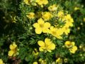 Fingerstrauch  'Goldteppich' /  'Goldkissen' - Potentilla 'Goldteppich' / 'Goldkissen'