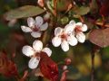 Zwerg-Blutpflaume auf Stamm - Prunus cistena Stamm