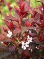 Zwerg-Blutpflaume auf Stamm - Prunus cistena Stamm