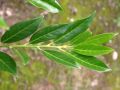 Kirschlorbeer / Lorbeerkirsche 'Otto Luyken' - Prunus laurocerasus 'Otto Luyken'