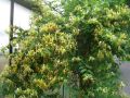 Gei�blatt  similis var. delavayi - Lonicera similis var. delavayi