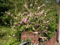 Mandelbaum / Mandelb�umchen St�mmchen - Prunus triloba