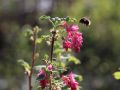 Blutjohannisbeere  'King Edward VII' / Zierjohannisbeere 'King Edward VII' - Ribes sanguineum 'King Edward VII'