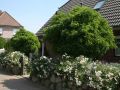 Kugel-Robinie / Kugelakazie - Robinia pseudoacacia 'Umbraculifera'
