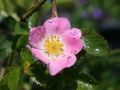 Hundsrose - Rosa canina