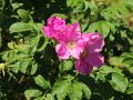 Apfelrose / Kartoffelrose / Hagebutte - Rosa rugosa