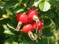 Wei�e Apfelrose /- Kartoffelrose /- Hagebutte - Rosa rugosa 'Alba'