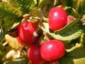 Wei�e Apfelrose /- Kartoffelrose /- Hagebutte - Rosa rugosa 'Alba'