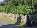Wei�e Apfelrose /- Kartoffelrose /- Hagebutte - Rosa rugosa 'Alba'