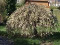 H�ngende K�tzchenweide auf Stamm - Salix caprea 'Pendula'  / 'Kilmarnock' Stamm