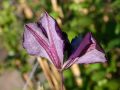 Clematis 'Blue Belle' - Clematis viticella 'Blue Belle'