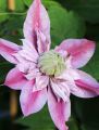 Clematis 'Josephine' TM Evijohill (N) - Clematis 'Josephine' TM Evijohill (N)