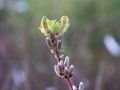Drachenweide 'Sekka' - Salix sachalinensis 'Sekka'