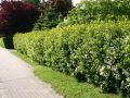 Prachtspiere - Spiraea vanhouttei