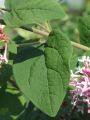 Herbstflieder 'Superba' - Syringa microphylla  'Superba'