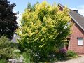 Goldulme 'Wredei' - Ulmus carpinifolia 'Wredei'