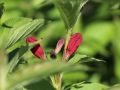 Weigelie 'Bristol Ruby' - Weigela 'Bristol Ruby'