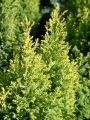 Gelbe Kegelzypresse 'Ellwood's Gold' / Mooszypresse / Scheinzypresse - Chamaecyparis lawsoniana 'Ellwood's Gold'