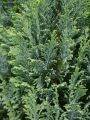 Blaue Kegelzypresse 'Ellwoodii' / Mooszypresse / Scheinzypresse - Chamaecyparis lawsoniana 'Ellwoodii'