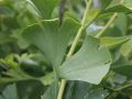 F�cherblattbaum / Ginkgobaum - Ginkgo biloba