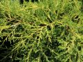Gelber Wacholder - Juniperus media 'Old Gold'