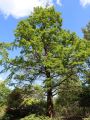 Urweltmammutbaum / Chinesisches Rotholz - Metasequoia glyptostroboides