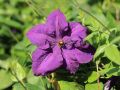Clematis 'Polish Spirit' - Clematis viticella 'Polish Spirit'
