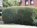 Eibe / Taxus - Taxus baccata