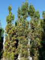 S�uleneibe - Taxus baccata 'Fastigiata'