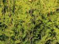 Goldspitzen Lebensbaum 'Aurescens' - Thuja plicata 'Aurescens'