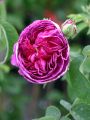 Historische Rose 'Charles de Mills' - Rosa 'Charles de Mills'