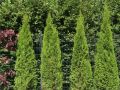Lebensbaum 'Smaragd' - Thuja occidentalis 'Smaragd'