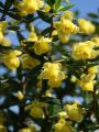 Immergr�ne Kissen-Berberitze 'Jytte' - Berberis candidula 'Jytte'