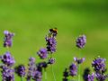 Echter Lavendel - Lavandula angustifolia