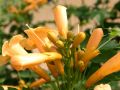 Trompetenblume 'Flava' / Gelbe Trompetenblume - Campsis radicans 'Flava'