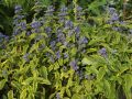 Bartblume 'Summer Sorbet' � - Caryopteris clandonensis 'Summer Sorbet' �