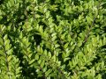 Heckenmyrthe 'Maigr�n' - Lonicera nitida 'Maigr�n'