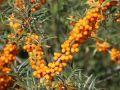 Sanddorn 'Friesdorfer Orange' - Hippophae rhamnoides 'Friesdorfer Orange'