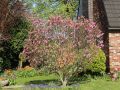 Purpur-Magnolie 'Susan' - Magnolia liliiflora 'Susan'