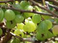 Stachelbeere 'Karlin'       gr�n - Ribes uva-crispa 'Karlin'