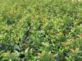 Kirschlorbeer / Lorbeerkirsche 'Kleopatra' � -Neu- - Prunus laurocerasus 'Kleopatra' � -Neu-
