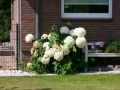 Ballhortensie 'Annabelle' - Hydrangea arborescens 'Annabelle'