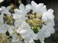 Japanischer Zwerg-Schneeball 'Watanabe' auf Stamm - Viburnum plicatum 'Watanabe' Stamm