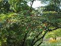 Japanischer Blumen-Hartriegel 'Satomi'  � - Cornus kousa 'Satomi' �