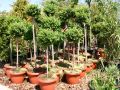 Buchsbaum St�mmchen - Buxus sempervirens St�mmchen