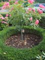 Buchsbaum - Buxus sempervirens