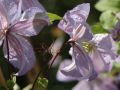 Clematis 'Prince Charles' - Clematis viticella 'Prince Charles'